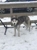 Taylor Ritchey - Siberian Husky Stud