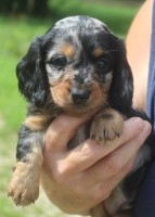 Puppies From Above Dachshund breeder