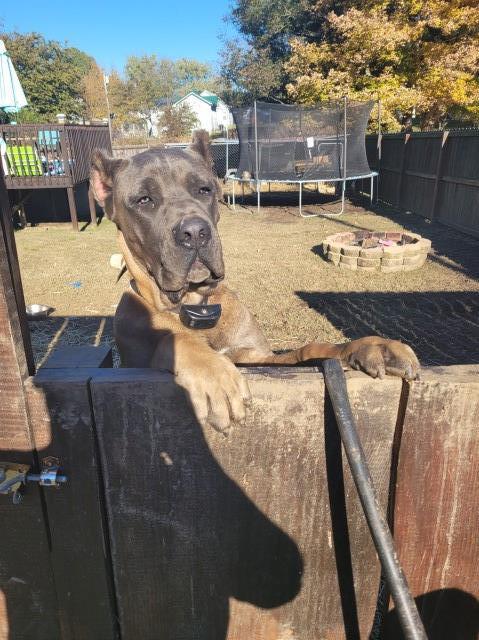 Cane Corso Stud 29809