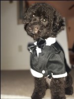 Amanda Markland - Poodle Toy Stud