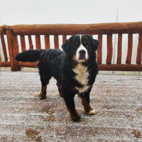 Summit Bernese Bears