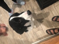 Gabriel Smith - English Springer Spaniel Stud