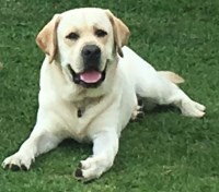 Rodrigo Braun - Labrador Retriever Stud