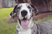 Eyota Danes Great Dane breeder