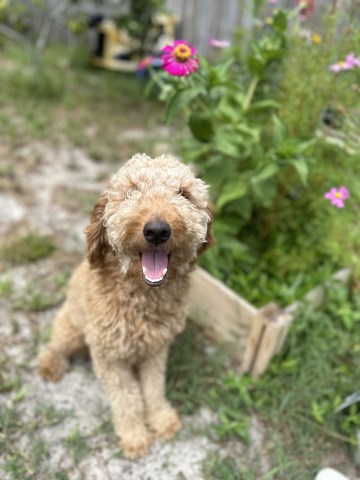 Goldendoodle Stud 31809