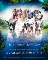 Patterson Family Danes