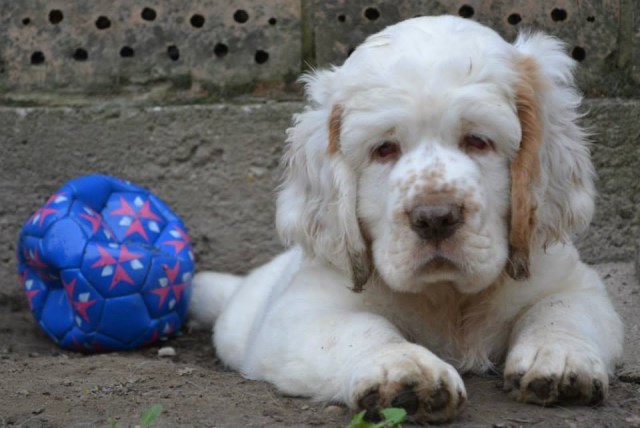 Trumpeter Golden Retrievers and Clumber 's