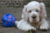 Trumpeter Golden Retrievers and Clumber 's Clumber Spaniel breeder