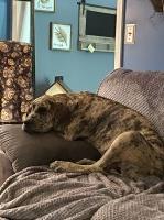 Kellie - Great Dane Stud