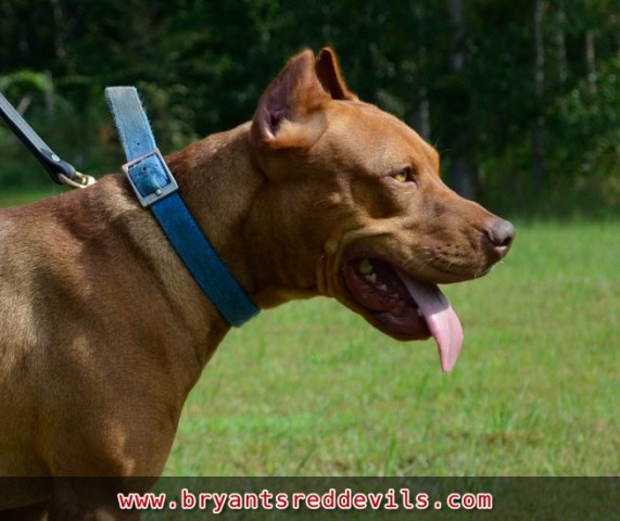 Bryant's Red Devils Red Nose Pit Bulls