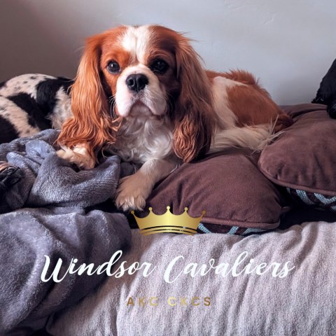 Cavalier King Charles Spaniel Breeder 31974