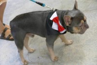 French Bulldog thumbnail