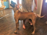 Taylor Brewer - Great Dane Stud