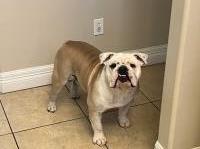 Andy Garza - English Bulldog Stud