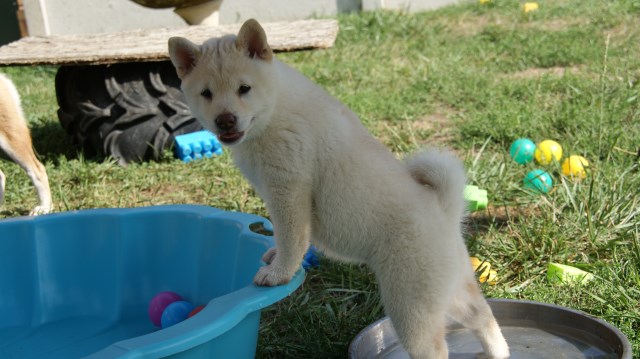 Shiba Inu Breeder 31837