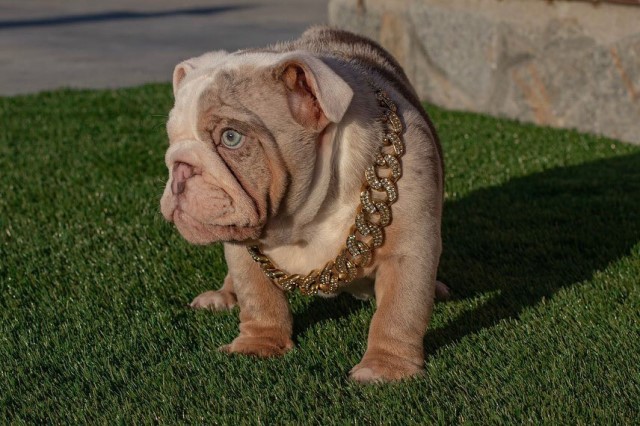 English Bulldog Stud 31106