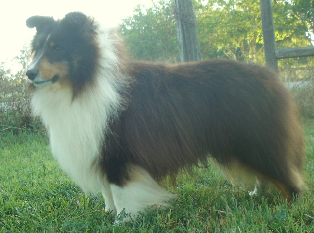 Shetland Sheepdog Breeder 25530