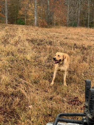 Labrador Retriever Stud 27089