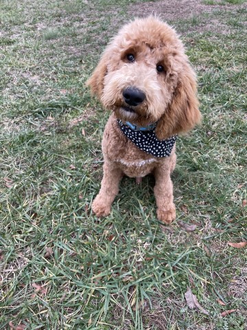 Goldendoodle Stud 29020