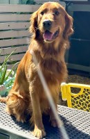 River City Golden’s