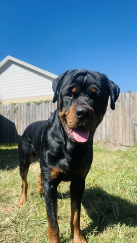 Rottweiler Stud 31631