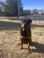 Jesse - Rottweiler Stud