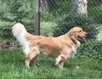Rebecca - Golden Retriever Stud