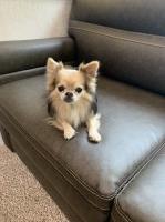 Cherie - Chihuahua Stud