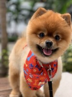 Venetia - Pomeranian Stud