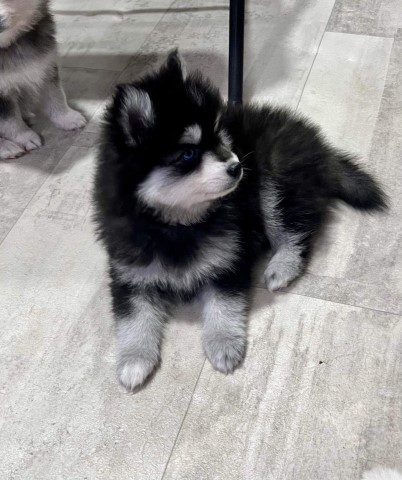 Pomsky Breeder 27761