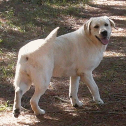 Labrador Retriever Breeder 14577