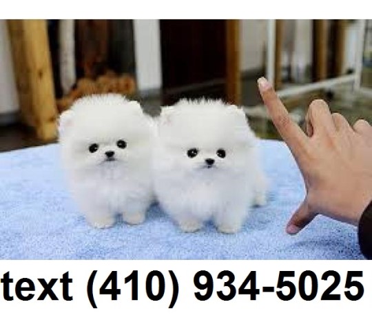 Laron t-cup pomeranians