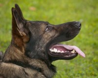 Melissa Sowa - German Shepherd Dog Stud