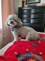 Lesley Locklear - Maltipoo Stud