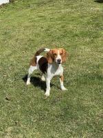 Breaynna Merritt - Beagle Stud