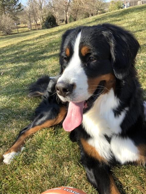 Bernese Mountain Dog Stud 29049