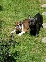 Eric Pantzer - French Bulldog Stud