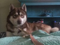 Marisabel - Siberian Husky Stud