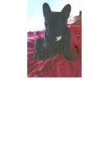 Angel Perez - French Bulldog Stud