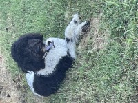 Tikiyah Hilliard - Poodle Standard Stud