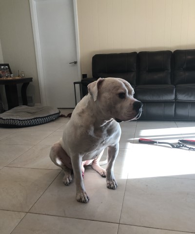 American Bulldog Stud 28765