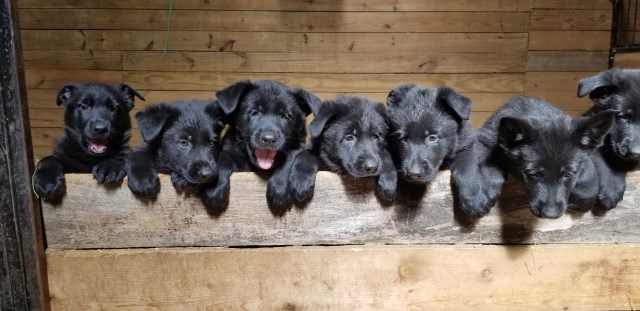 Silver Creek Shepherds