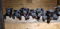 Silver Creek Shepherds German Shepherd Dog for breeder