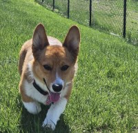 Ariel Ondo - Pembroke Welsh Corgi Stud