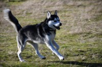 Daniel VandeBrake - Siberian Husky Stud