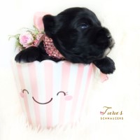 Tara's Schnauzers Miniature Schnauzer breeder