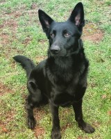 McKenzie McClure - German Shepherd Dog Stud