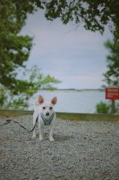 Delores Lentz - Chihuahua Stud