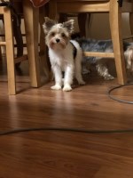 Jennifer - Yorkshire Terrier Stud