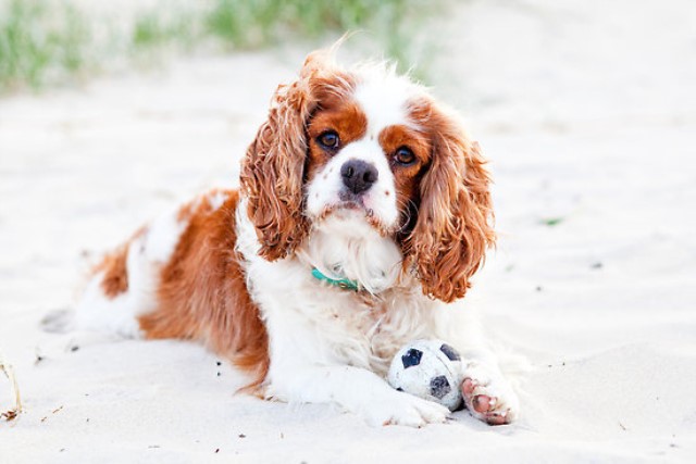 Cavalier King Charles Spaniel Breeder 28745